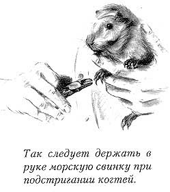 Лазерное удаление вросшего ногтя - Грибок ногтей на ногах Лазерная эпиляция - Помогла избавиться от